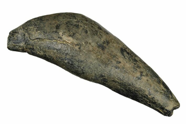 Fossil Sperm Whale (Scaldicetus) Tooth - South Carolina #185989